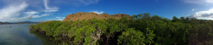 Vast mangroves