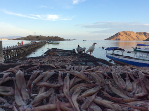 'Fresh' fish!