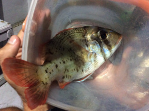 Kaliputi fish